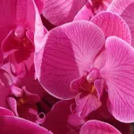 orchids-Heather-Dunne Bright pink orchids in a floral design by Heather Dunne of the Orinda Garden Club for the 2013 Bouquets to Art show at the MH De Young Memorial Museum, San Francisco. Photo by BF Newhall