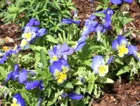 pansies-yellow-and-blue-purple Last year's pansies came up again this spring. photo by B.F. Newhall