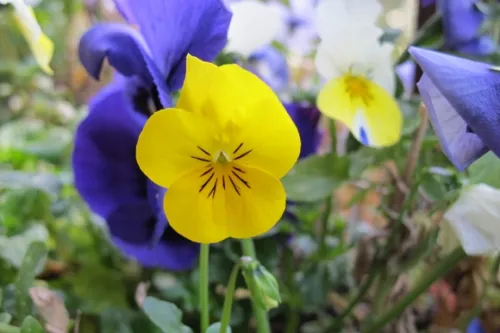 yellow-and-purple-pansies Yellow and purple pansies in March in San Francisco Bay Area.