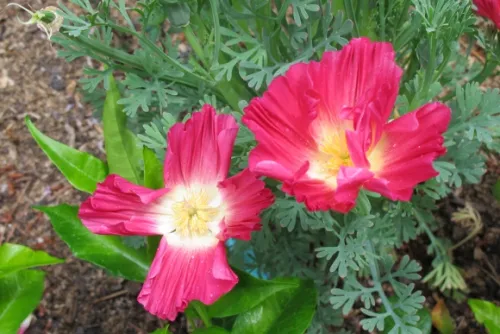 Poppies-eschscholzia-californica-'Rose-Chiffon' Deep rose poppy eschscholzia californica 'Rose Chiffon' blooming in May in San Francisco Bay Area garden. Photo BF Newwhall