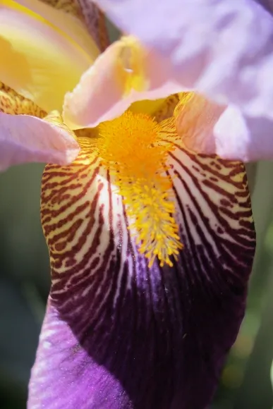 purple-bearded-iris-veined-haft-and-beard Irises -- Purple bearded iris veined haft and beard. Photo by BF Newhall