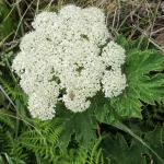 Large, white queen anne's lace blossom at Chimney Rock, Point Reyes, on April 26, 2012. Photo by BF Newhall