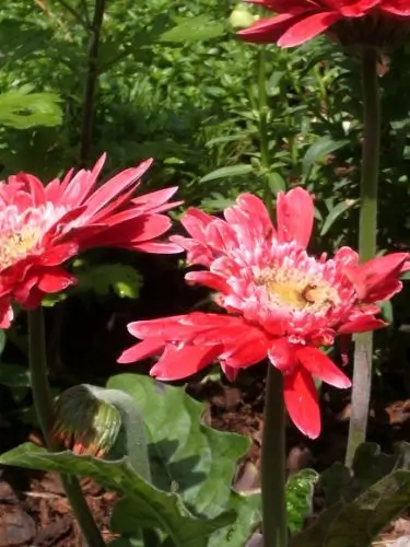 flowers-red-gerbera-daisy red gerbera daisy damaged petals. photo by bf newhall