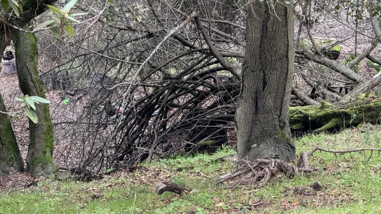 Not Dead Yet. That Feral Plum Tree Lives dead-fallen-tree