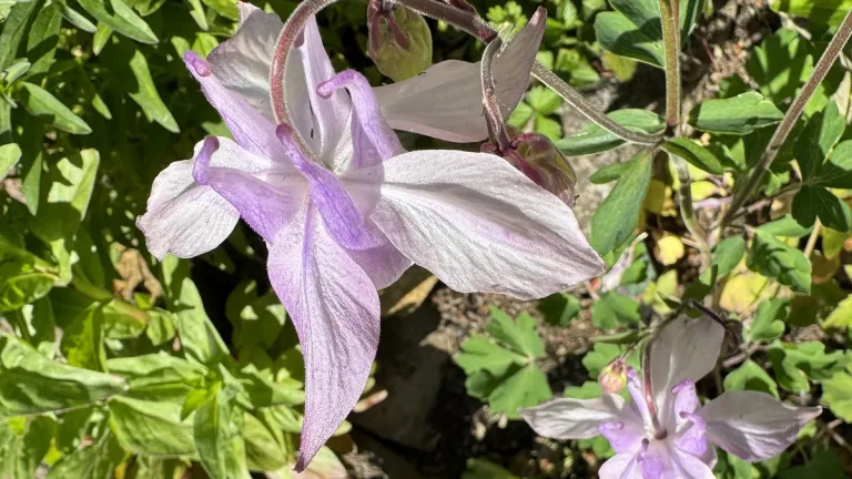 my garden looks dreadful. why. cranesbill