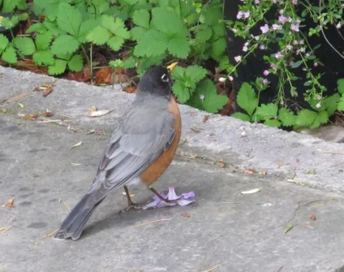 robin-in-my-yard Fat robin visits a San Francisco Bay Area garden in May.