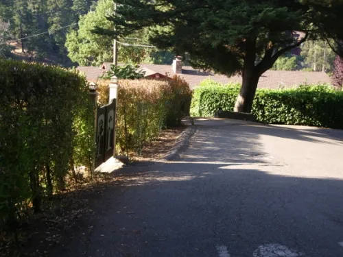 No sidewalks: A house is hidden behind a hedge in a suburban neighborhood. Photo by BF Newhall.