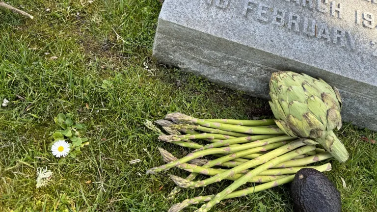 widowed: he's pushing up a daisy erigeron-daisy-on-a-grave