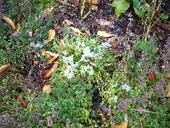The snow still hadn't melted by noon in our shaded front yard. Will our sun-loving California-born plants survive?