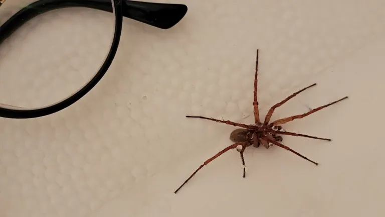california-spider