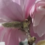 A star magnolia blossom seen from the back side with stem and bud casing. Photo by BF Newhall