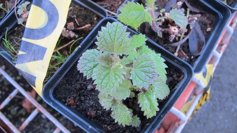 stinging-nettle-california