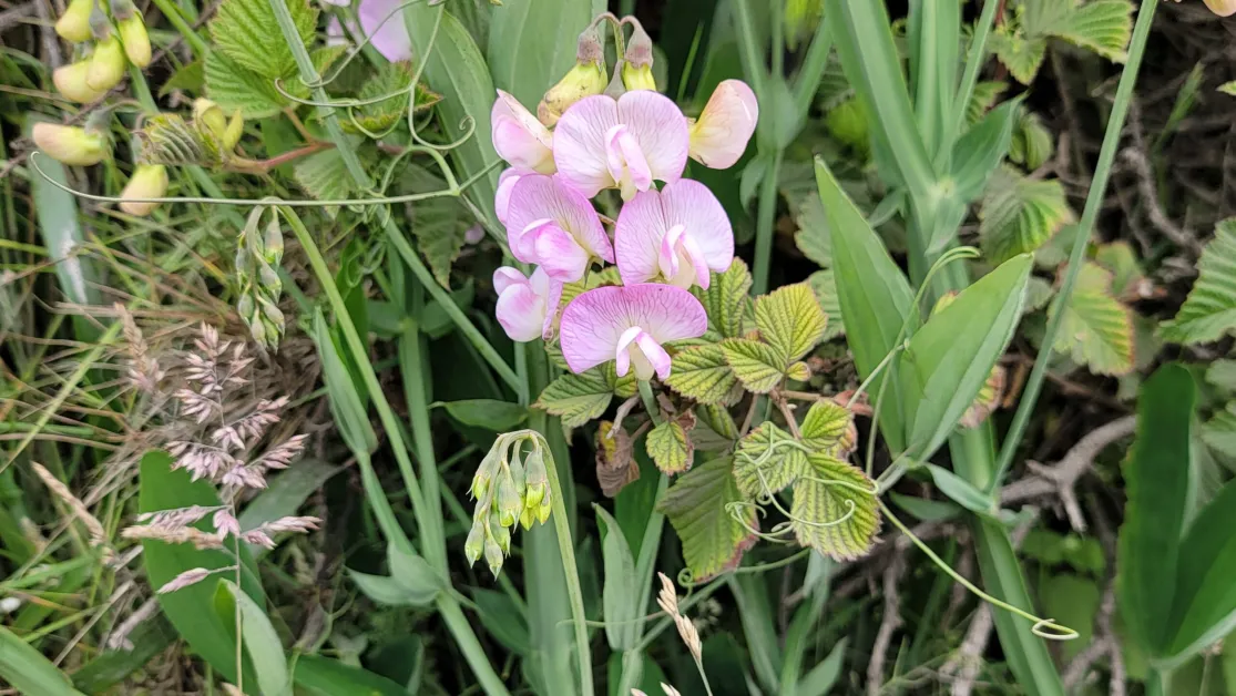 what is beauty -- california-sweet-pea