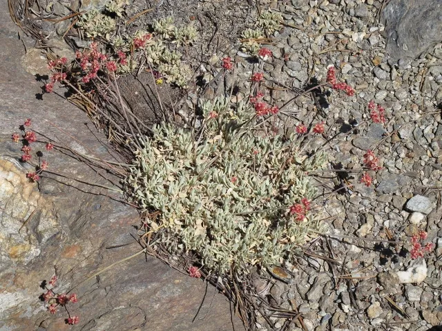 spring flowers in september at inyo national forest. Photo by Barbara Falconer Newhall