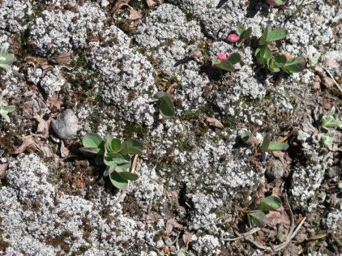 Pink wildflowers grow in rocks. Tuolemne. Photo By Barbara Falconer Newhall