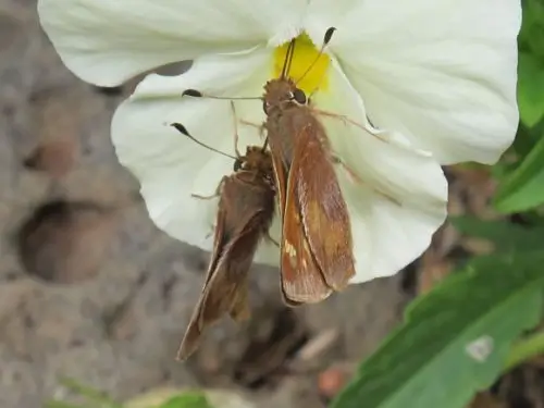 two-lepidoptera-california Two lepidoptera sucking nectar from a white and yellow pansy in a San Francisco Bay Area garden in May. Photo by BF Newhall
