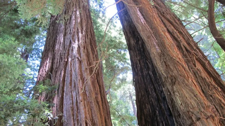 fine-at-of-writerly-procrastination two-redwood-trees