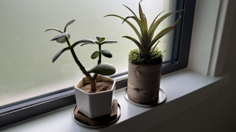 wind0w-with-houseplants