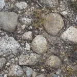 Rocks on the trail at Tuolemne Meadows, Yosemite National Park, CA. Photo by BF Newhall