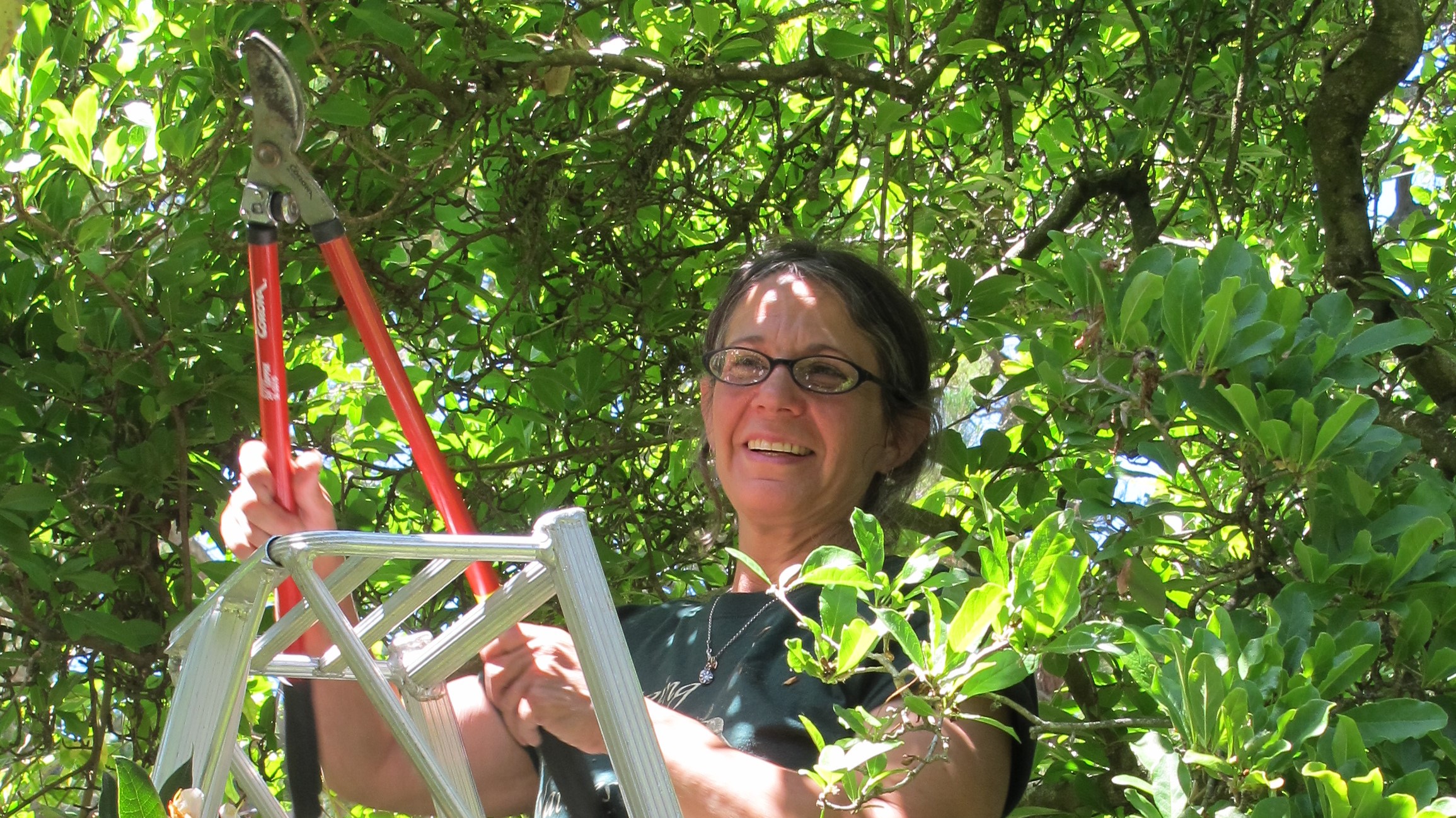 Garden Artisan Jillian Steinberger prunes the camellias in Barbara Falconer Newhall's yard. Photo by Barbara Newhall