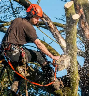 Tree care services Rochester Mn