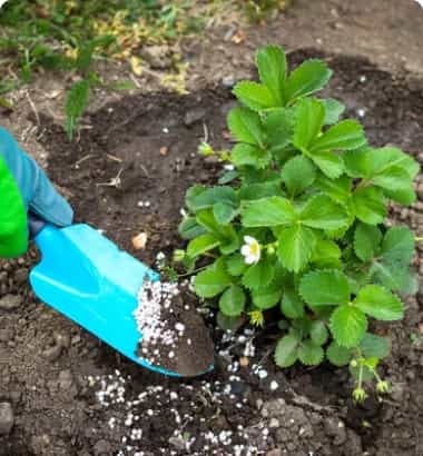 Fertilization Weed Control - Rochester MN