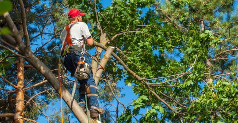 Rochester MN Tree services