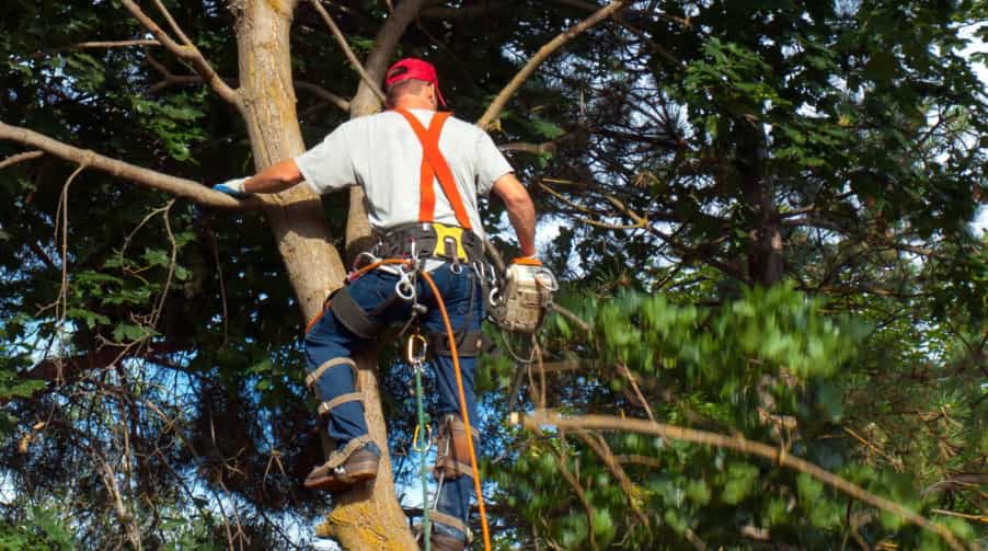 Tree services Rochester, MN