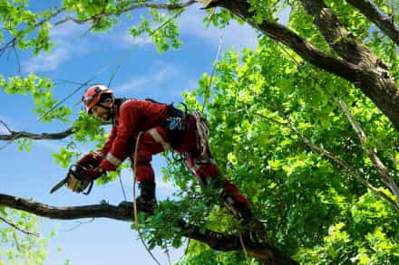 Rochester, MN Tree services
