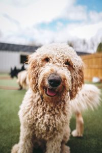happy pup at Doggy Daycare