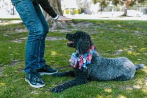 Successful Dog Boarding and Training