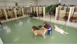 dog boarding