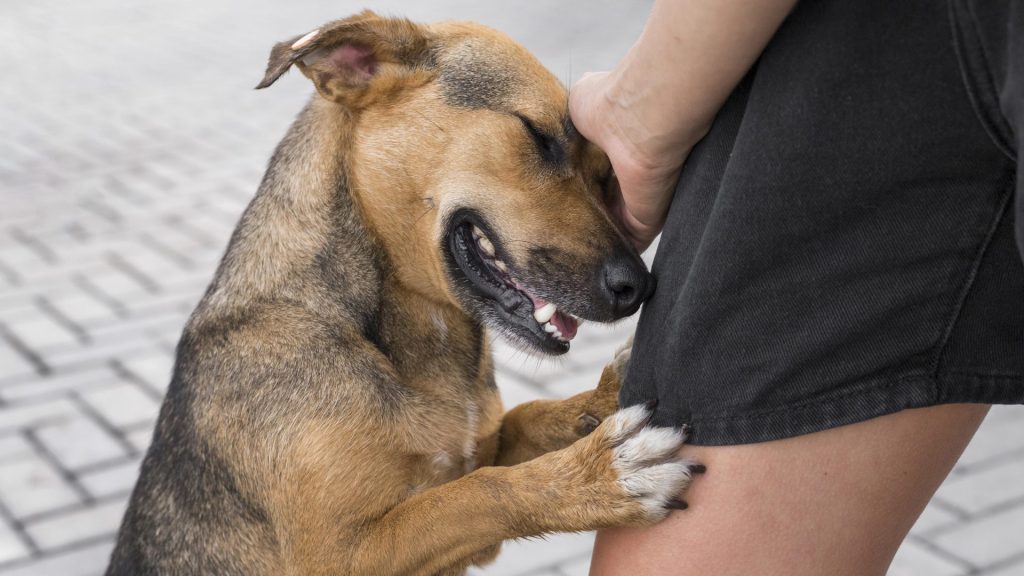 puppy biting