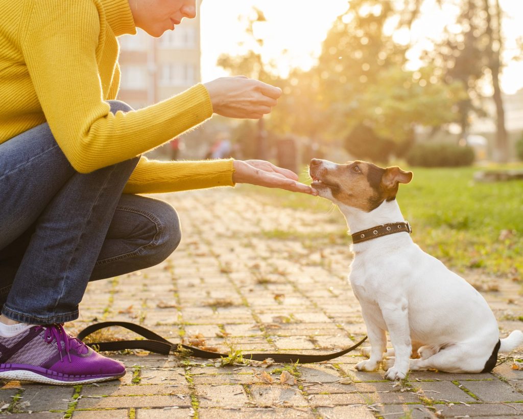 puppy sit training