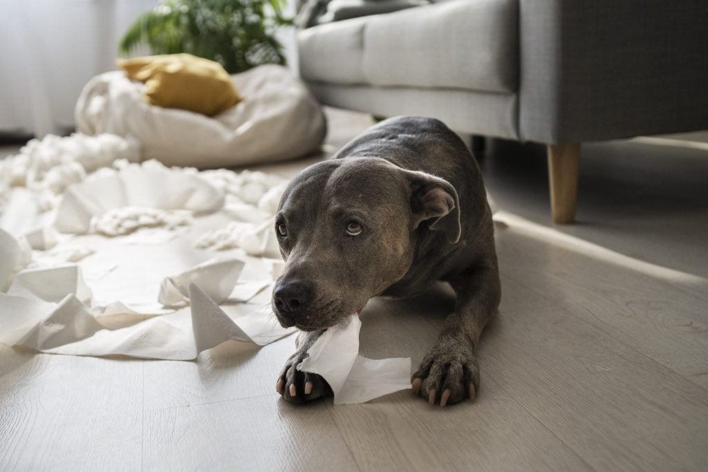 housebreaking