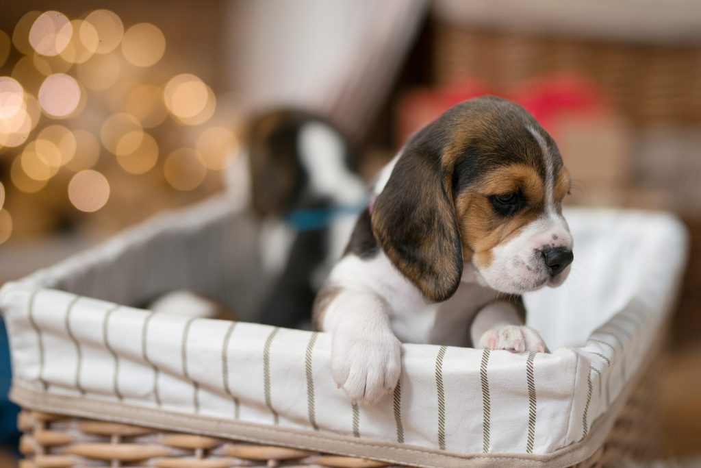 puppy