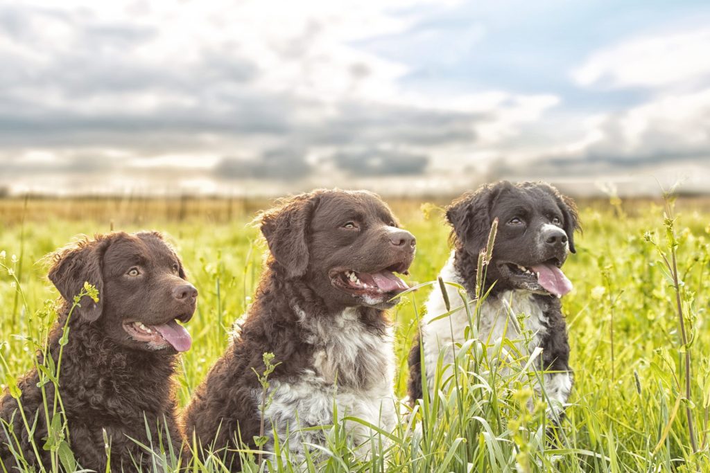 behaved dogs - upstatecanine.com