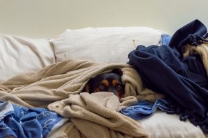 dog blanket