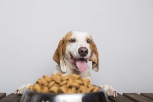 puppy eating