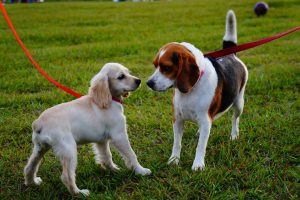 Tips for Socializing Your Puppy with Other Dogs
