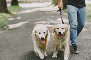 How to Stop Your Dog from Pulling on the Leash