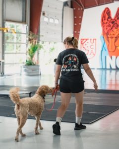 walking a reactive dog