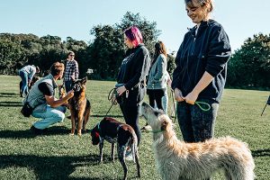 Dog Obedience Tips