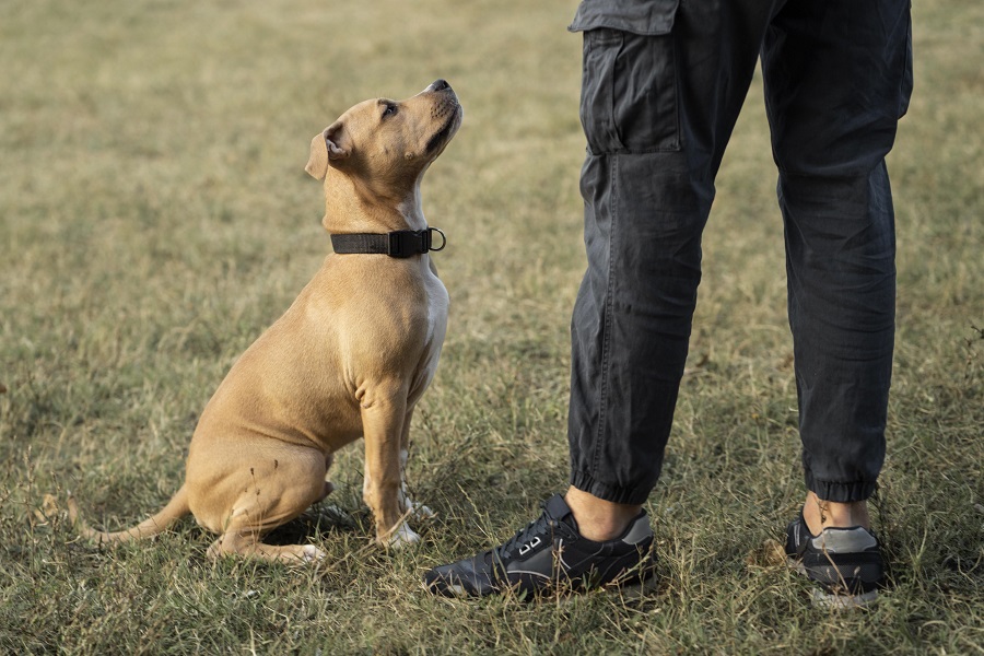 The Down Command: Promoting Calm and Control