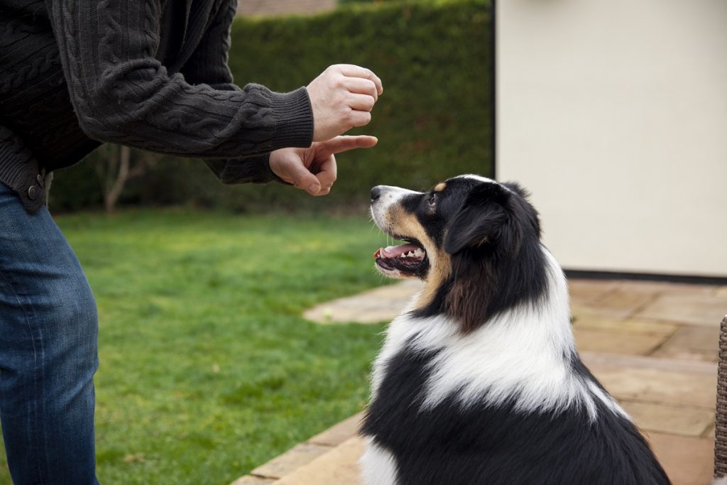 Why Do Dogs Behave the Way They Do