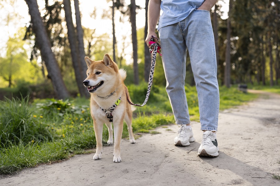 Why Pre-Walk Training Is a Game-Changer