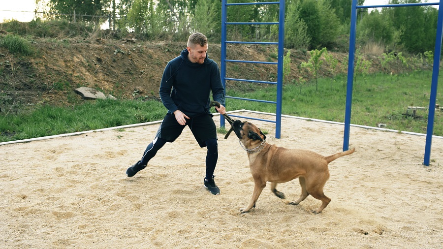 Dog Focus Training