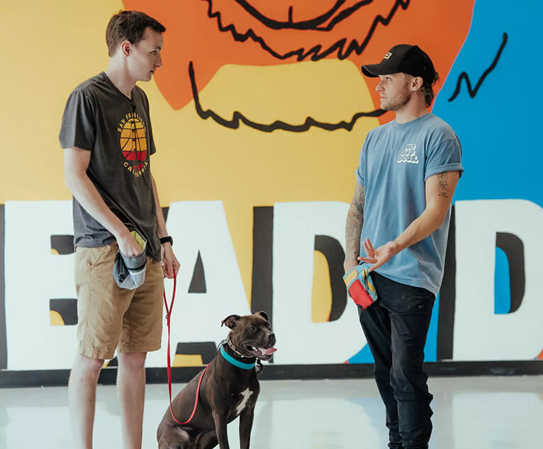 Dog Training & Online Virtual Consultations with Tom Davis