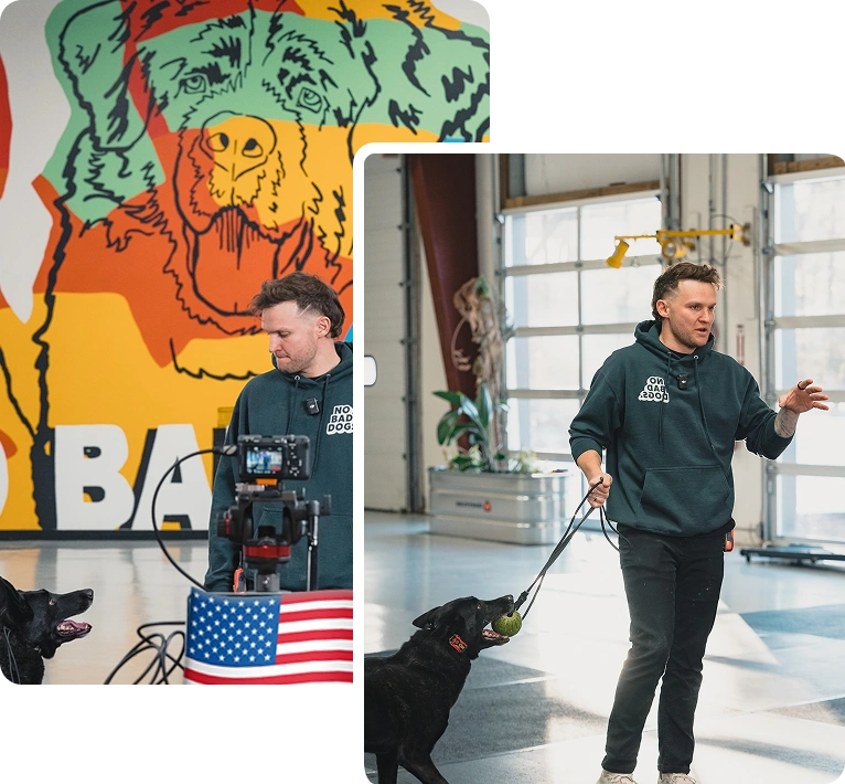 Dog Daycare and Training