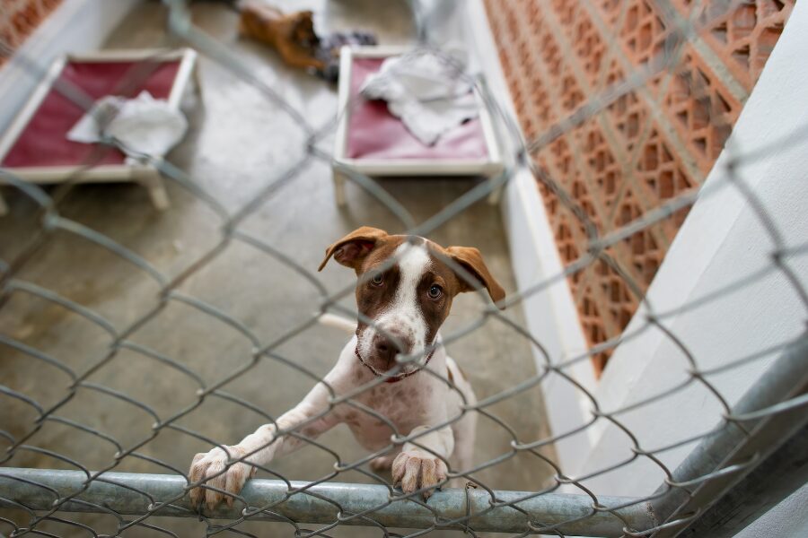 How You Can Help Shelter Dogs